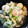 はらぺこハラコ's cooksnap of when they made 旨み凝縮！やわらか鶏大根（鍋or炊飯器）.