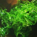 Rutsu777's cooksnap of when they made （生）青のりの保存法.