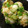 えいとさん's cooksnap of when they made 里芋ごまマヨ和え.
