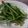 ぱんだこぱん子's cooksnap of when they made 壬生菜の浅漬け.