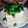 アスカチャチャ's cooksnap of when they made ネギ塩 冷奴 (胡麻油).