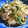 ハル父ちゃん's cooksnap of when they made えのきと豆苗のからしマヨ炒め.