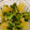 クックZ92VHD☆'s cooksnap of when they made 菜の花のからし和え.