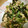 akkodasu's cooksnap of when they made 作り置き ほうれん草とツナ.