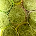 だらけた嫁's cooksnap of when they made ふわ☆もち☆とうふde抹茶蒸しパン.