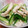 くぅぽん☆'s cooksnap of when they made きゅうりと蒸し鶏の塩胡麻油和え.