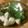 低カロ探検隊's cooksnap of when they made パセリと紀州うめどりぽん酢醤油炒め.