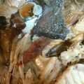 なる763's cooksnap of when they made その一手間で、美味しくなる！鯛のあら煮.