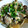 ちーこ♪♪'s cooksnap of when they made あさりの醤油バター蒸し.