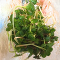 ＊＊まる＊＊'s cooksnap of when they made かいわれ大根のおかか和え.