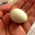 spainの娘's cooksnap of when they made 簡単な◯うずら卵の殻むき方.