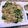 Lily322's cooksnap of when they made 春色☆菜の花ごはん.