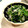 マホイ族の村長's cooksnap of when they made 豆苗と釜揚げしらすのおひたし.
