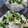まぁ907's cooksnap of when they made 超簡単！おつまみ　豆腐とねぎの塩ごま和え.