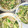 ひむとも's cooksnap of when they made キュウリと豚ひき肉のキムチ炒め.
