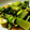 ミカ★ヅキ's cooksnap of when they made 青梗菜のニンニク炒め.