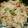たらららーん's cooksnap of when they made 豚肉と千切り大根のちょっと酢炒め.