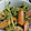 虹すけ's cooksnap of when they made 豆苗とウインナーの 粒マスタード炒め.