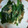 にゃ★にゃ's cooksnap of when they made アサツキとワカメの酢味噌和え.