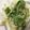 クックGFY8CA☆'s cooksnap of when they made 白菜とツナのばら干しサラダ.