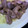 イノチサ's cooksnap of when they made うまうま鶏肉　マヨネーズ炒め.