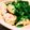 ❀まいねこ❀'s cooksnap of when they made ♪簡単和えるだけ♪チキンのアジアン炒め♪.