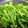 クックZTZ10H☆'s cooksnap of when they made ３分で菜の花のお浸し.