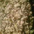 フクソノ's cooksnap of when they made 豆腐丼ぶり.