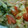 kogumaki's cooksnap of when they made 我が家簡単ピザ.