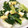 卵せんべい's cooksnap of when they made わけぎとあげのぬた.