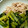 mmiom's cooksnap of when they made 小松菜と豚こまの煮物.