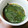 cana226's cooksnap of when they made 簡単 えごまの葉の醤油漬けNEW.