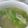 サーフブレイド's cooksnap of when they made 簡単!! しゃきしゃきレタスの帆立スープ.