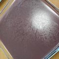 淡紫色's cooksnap of when they made 冷ぇ～冷ぇ～ミルクの小倉水羊羹.