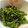 ミニまちゃ's cooksnap of when they made 菜の花のからし和え.