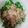 那須。's cooksnap of when they made 農家の食卓〜菜の花のお浸し〜.
