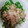 那須。's cooksnap of when they made 農家の食卓〜菜の花のお浸し〜.
