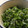 ムニェキータ's cooksnap of when they made 蕪の葉としらすのゴマ油炒め☆つくおきも○.