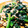 クックJ61QZ8☆'s cooksnap of when they made ほうれん草とツナの和風炒め【お弁当にも】.