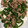 クックLDS184☆'s cooksnap of when they made 簡単！豚肉とピーマンの麺つゆさっぱり炒め.