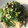 ゆきさいとう's cooksnap of when they made 菜の花とツナのマスタードマヨ和え.