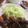 としおの嫁's cooksnap of when they made ☆とっても柔らかいビフカツ☆.
