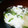 ミカ★ヅキ's cooksnap of when they made 【簡単】卵白とネギの中華スープ.