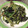 ううたん☆'s cooksnap of when they made じゃこと大根の葉っぱの炒めたん.