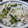 紅葉ｙ's cooksnap of when they made 栄養満点☆わが家の大根の葉の菜めし.