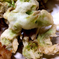 boe3's cooksnap of when they made ふきのとうの天ぷら♪米粉で揚げました.