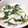卵せんべい's cooksnap of when they made レンジで簡単！茶碗蒸し！.
