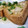 クック7RKE2H☆'s cooksnap of when they made 厚揚げのひき肉詰め.