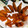 Jyohana's cooksnap of when they made 手羽中の柔らか揚げ焼き.