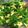クック2SCNJV☆'s cooksnap of when they made 菜の花と炒り卵の和え物.